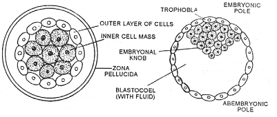 1793_human life cycle1.png